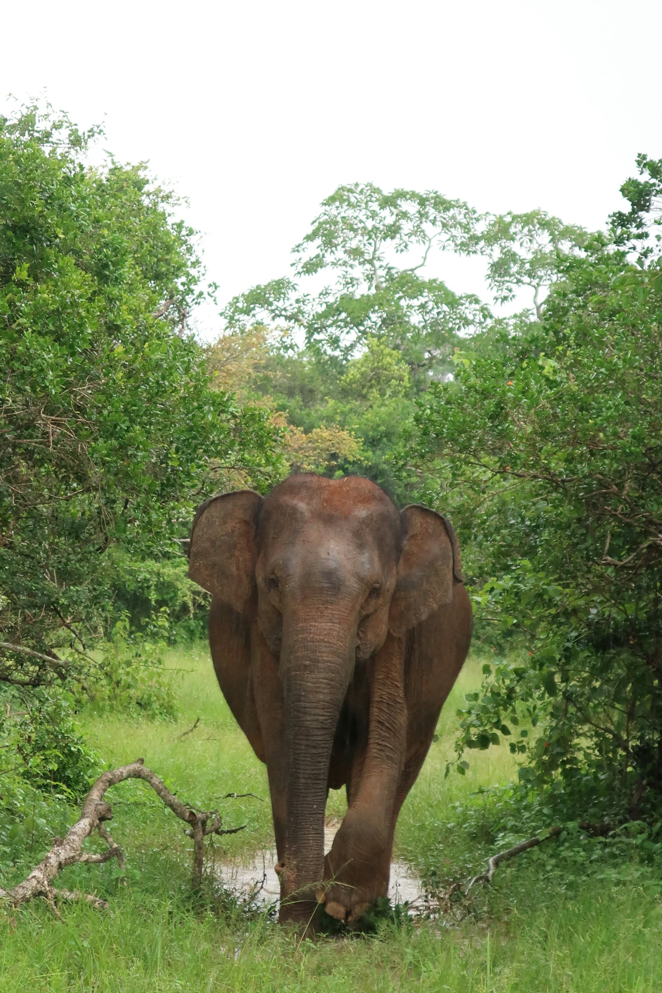 A wild elephant walking through Yala National Park