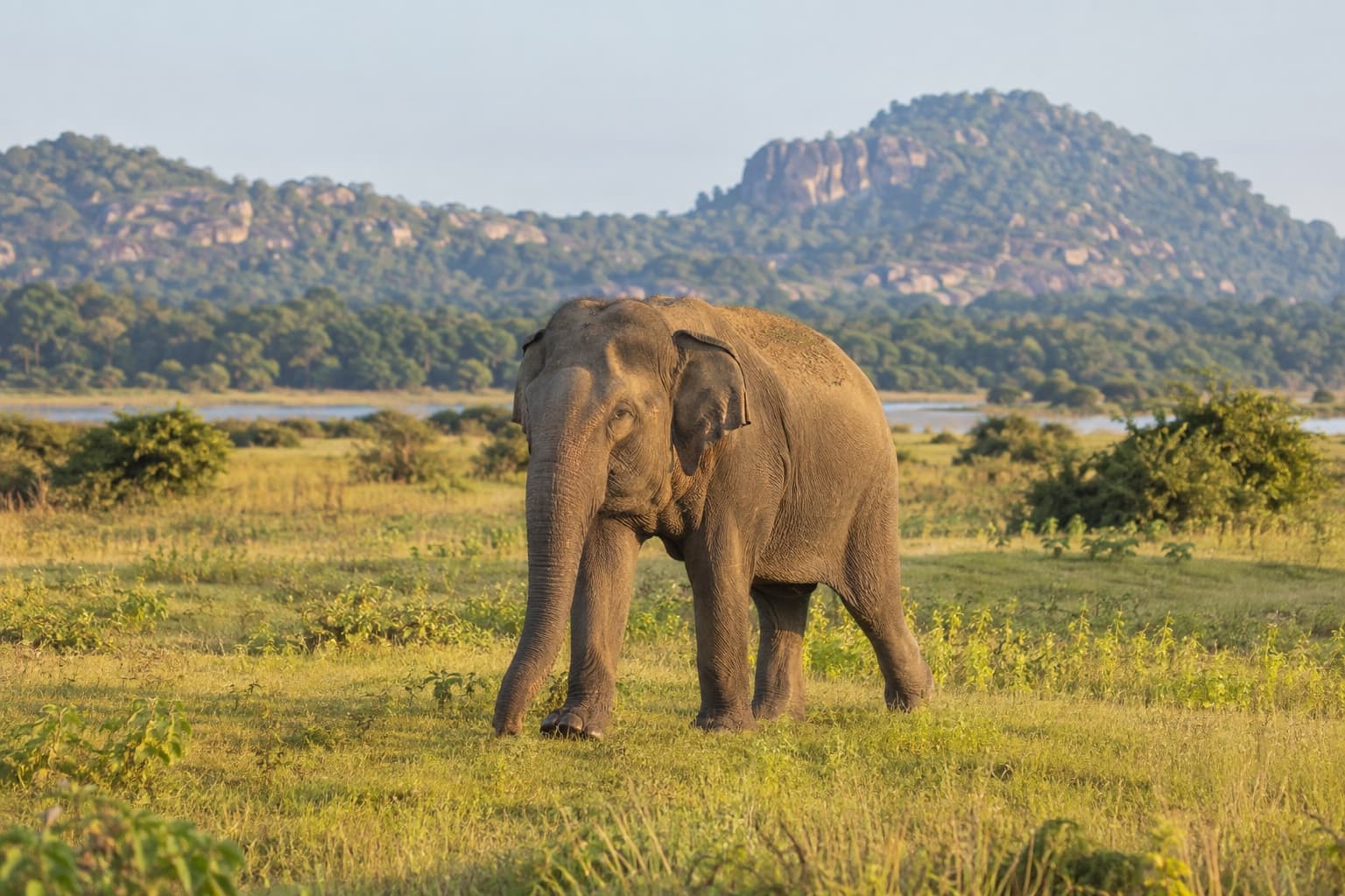 Elephant grazing in Yala National Park