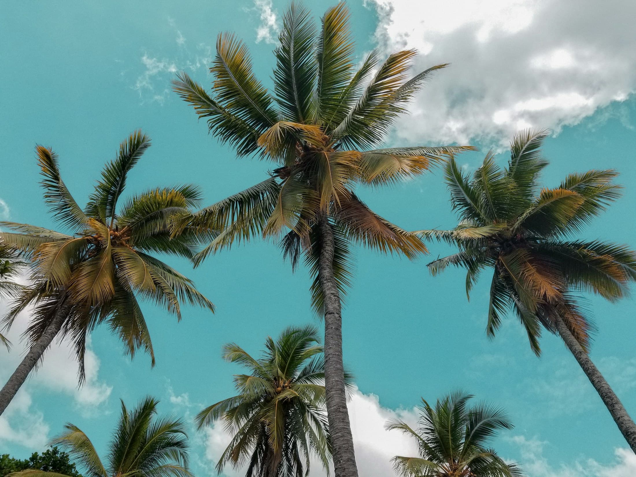 Coconut palms rising into the tropical sky in Bentota