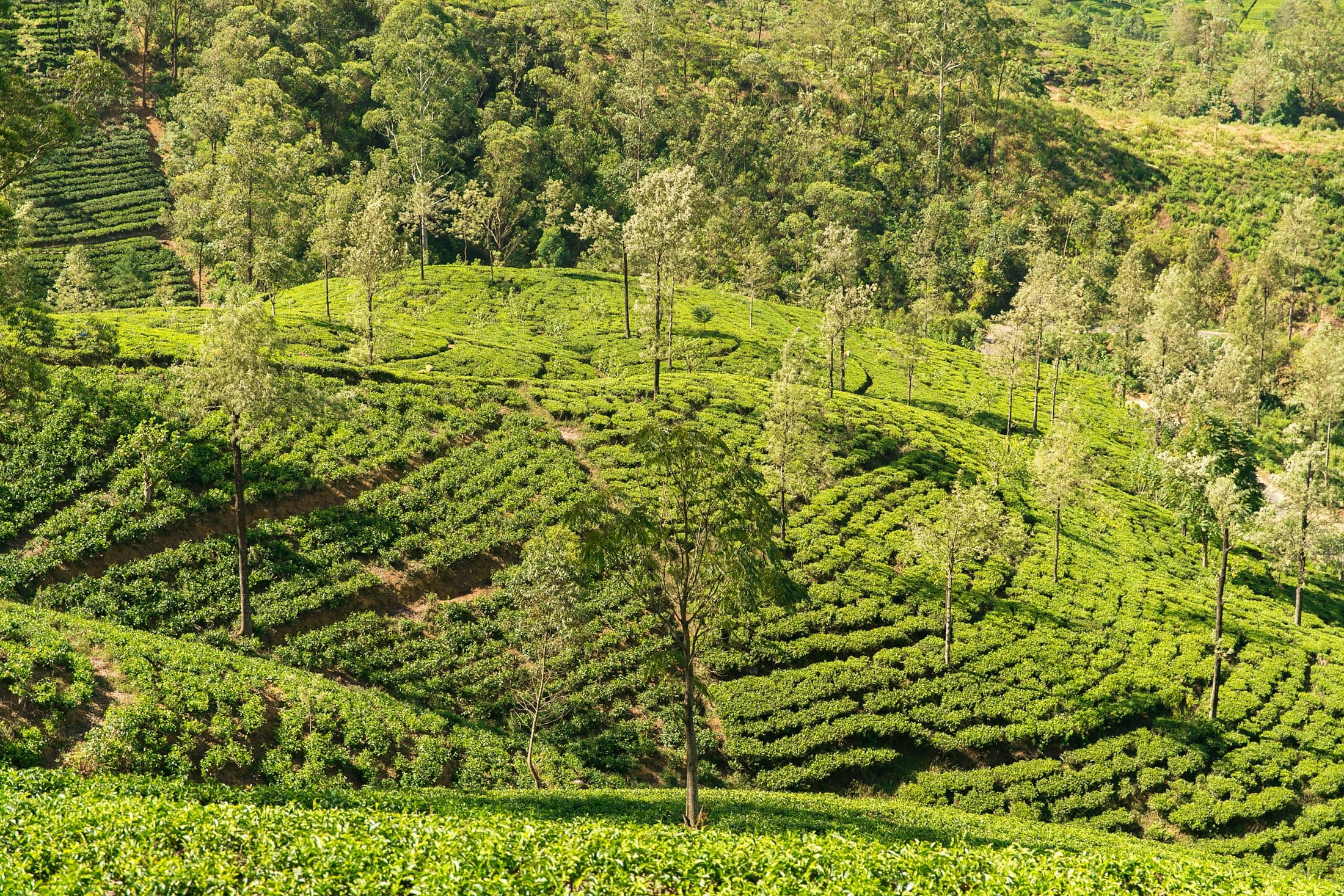 Tea estates covering the hills around Nuwara Eliya